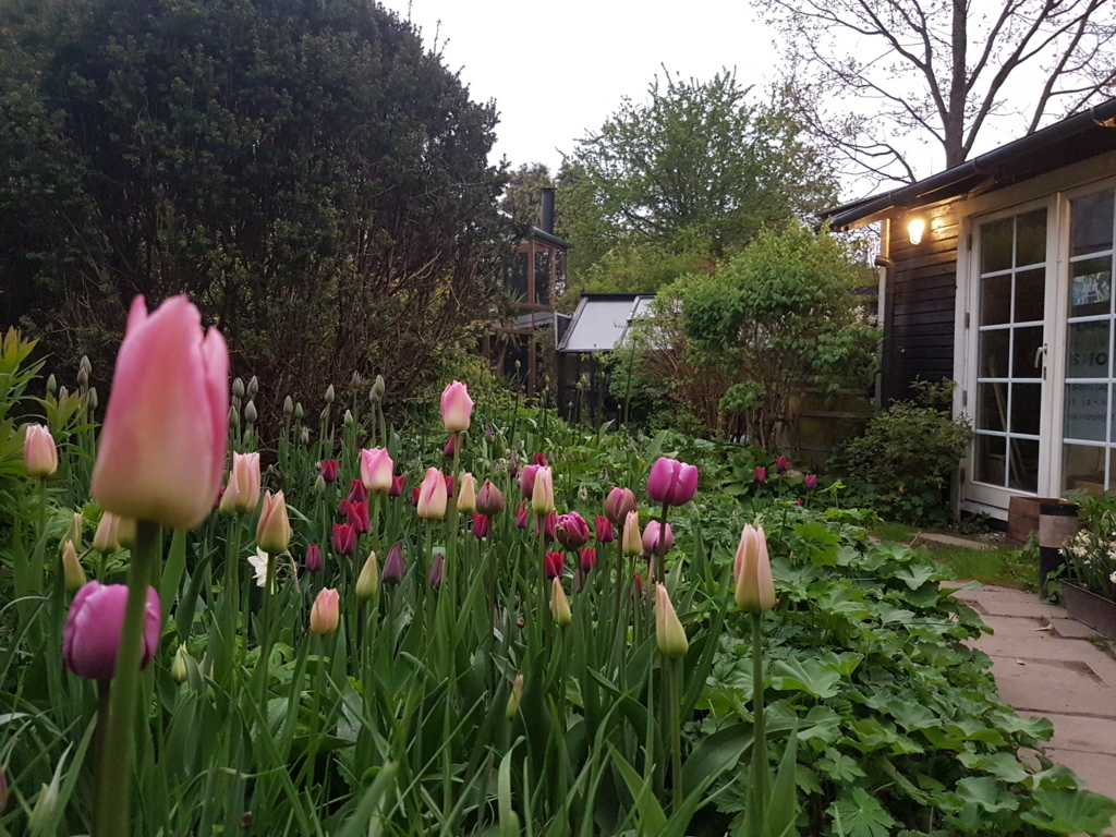 Tulipaner kan inspirere til meget - her til utrolig farverigdom