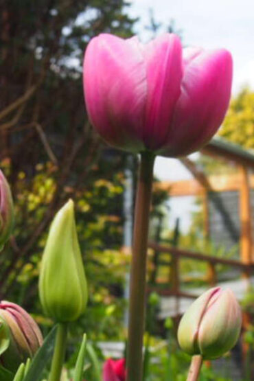 Blomsterløg